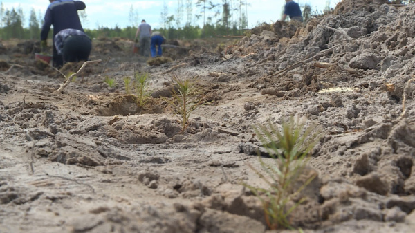 В Костромской области планируют восстановить огромные лесные плантации