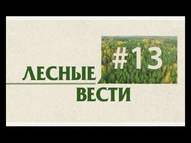 Лесные вести / Выпуск №13