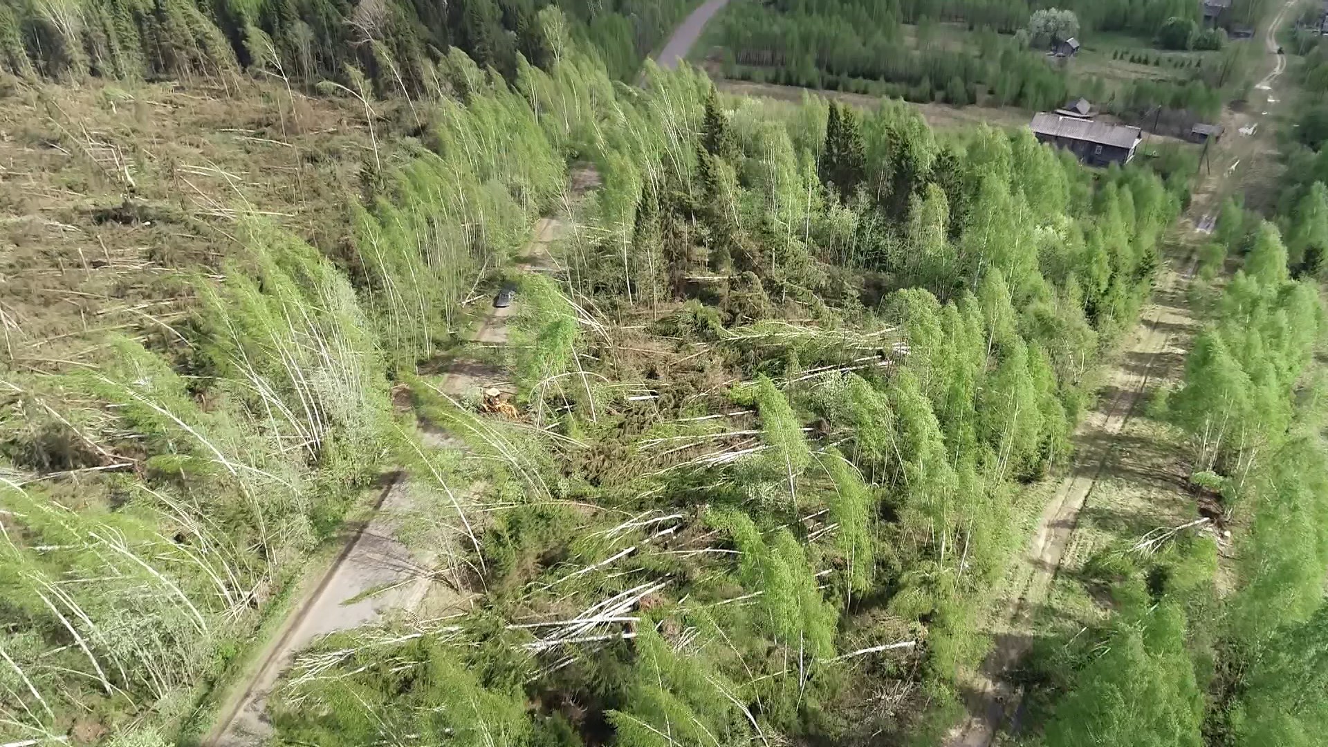 Костромичи просят Правительство упростить обследование лесов после ветровалов