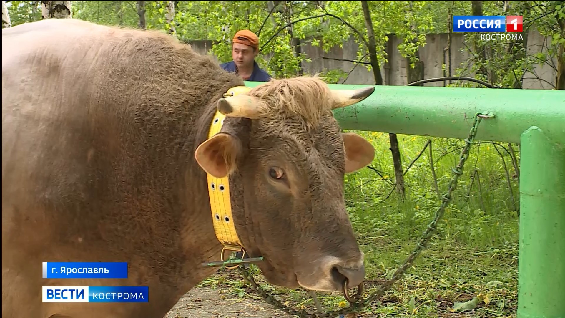 Для костромских коров провели кастинг элитных ярославских быков