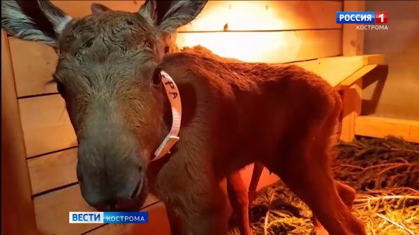 На Сумароковской лосеферме под Костромой родились первые в этом году лосята 