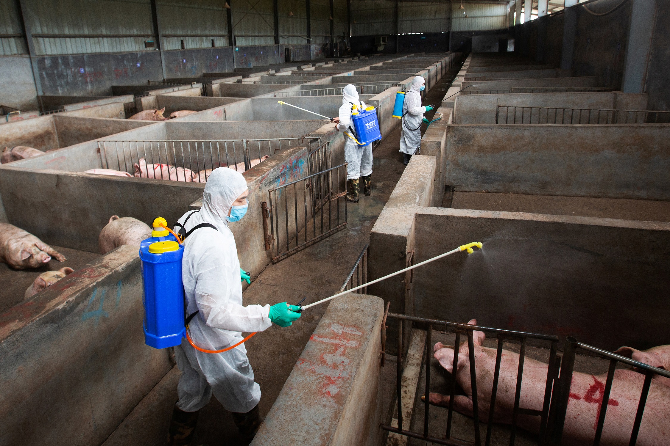 Костромским свиноводам советуют опасаться африканской чумы