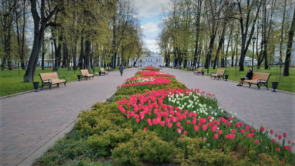 Клумбы в центре Костромы начали обрастать цветочными композициями