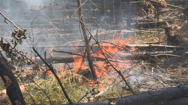 Виновником первого лесного пожара в Костромской области стал безработный собиратель цветмета