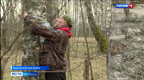 В лесах Костромской области стартовал сезон сбора березового сока
