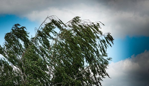 Метеопредупреждение: в Костромской области ожидаются гроза и усиление ветра