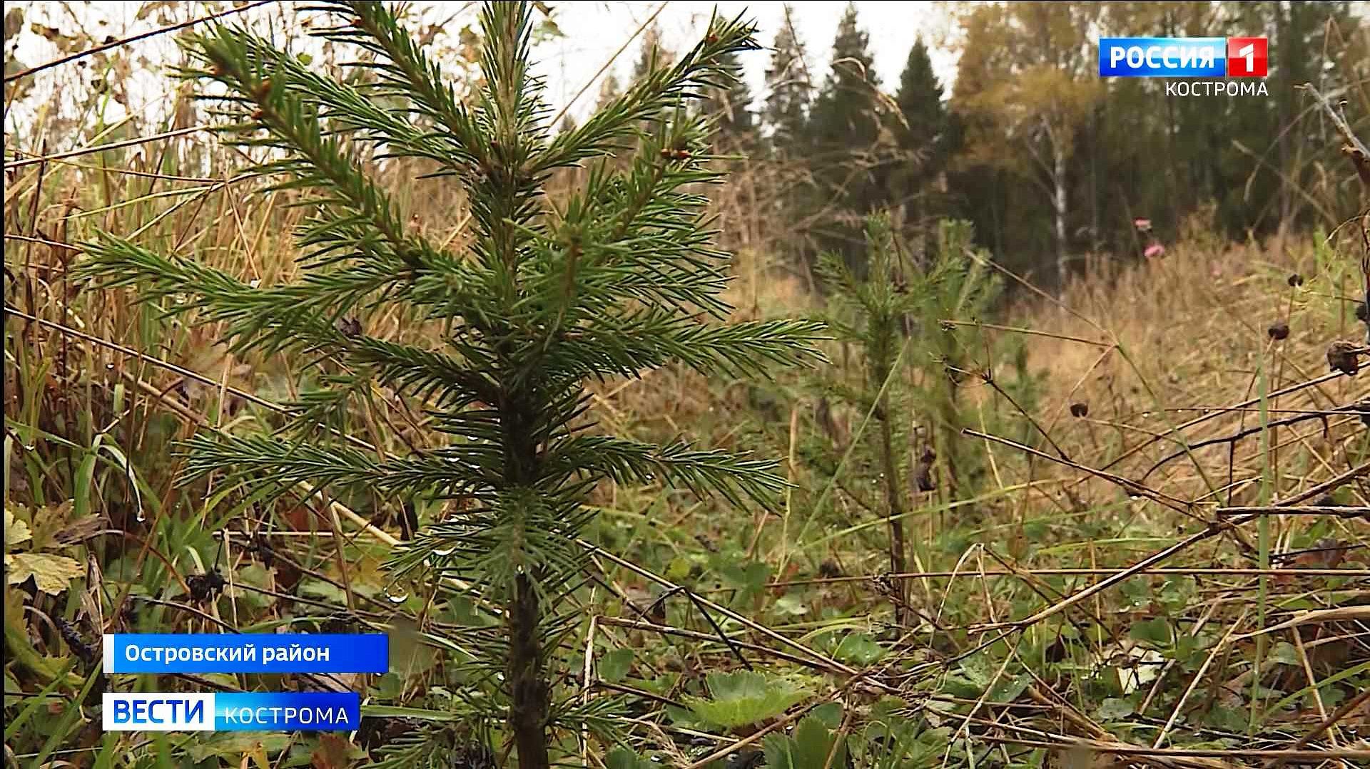 Костромские леса пополнили 17 миллионов молодых ёлок