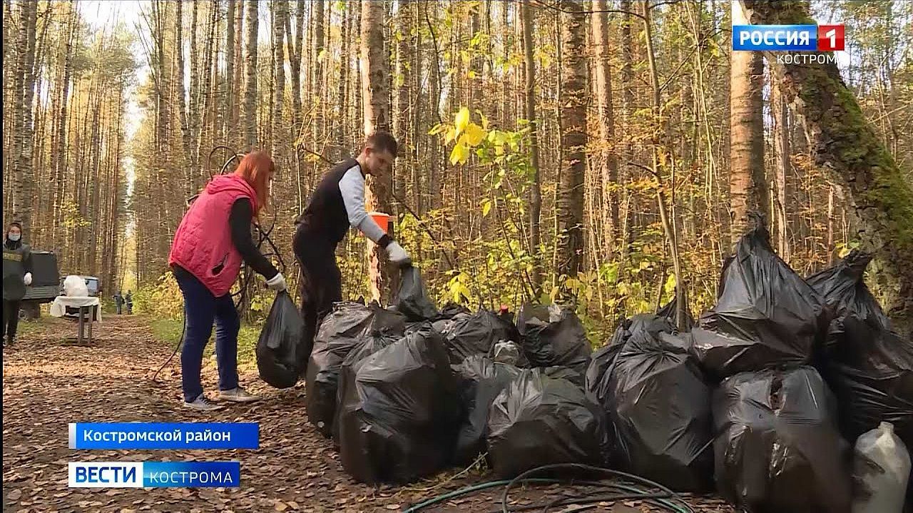Костромские добровольцы собрали тонну мусора в Караваевском лесу