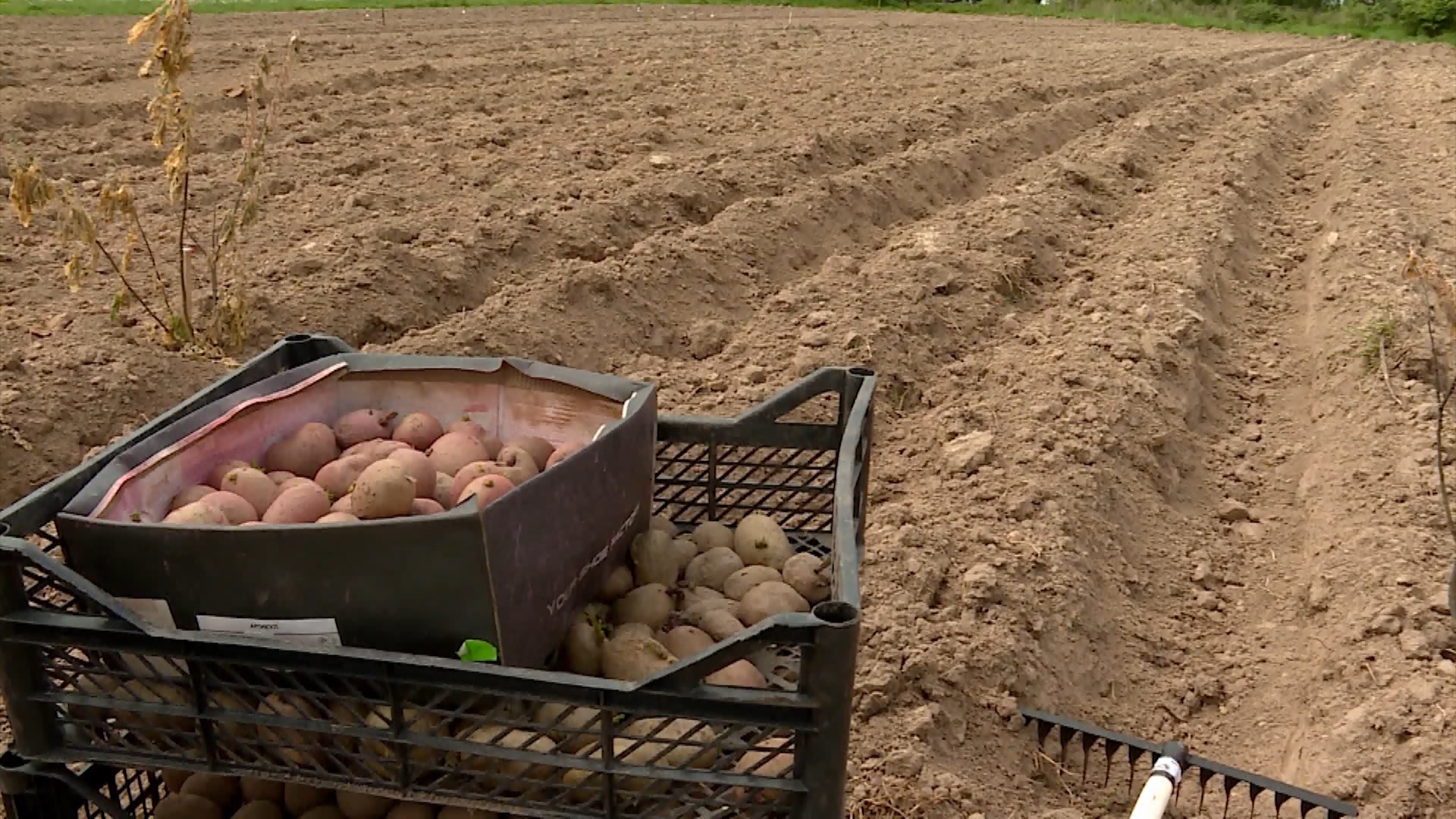 Костромичам бесплатно выделят 762 участка для посадки овощей и картофеля