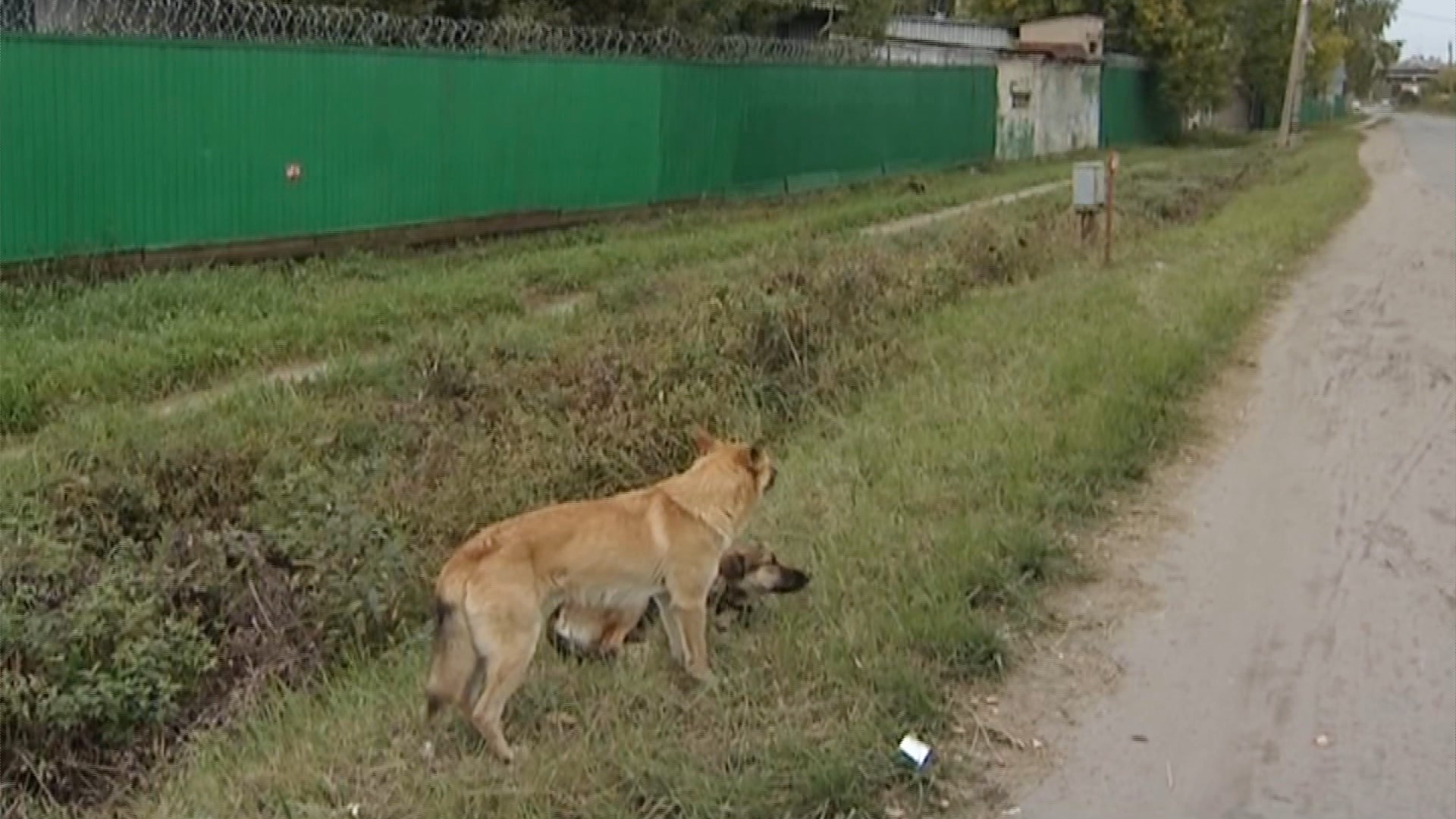 Бродячие собаки держат в страхе жителей костромского города