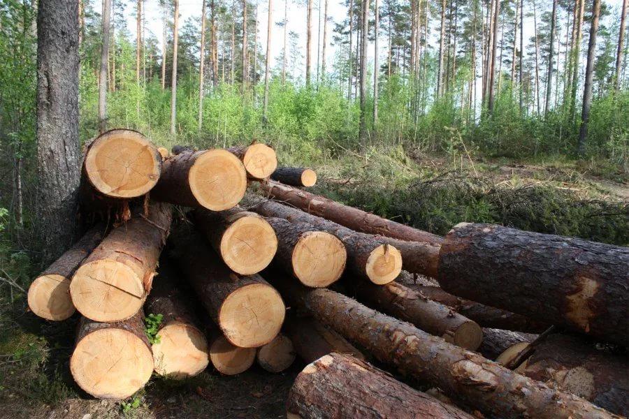 9,5 миллионов рублей штрафов назначили в Костромской области за нарушения лесного законодательства