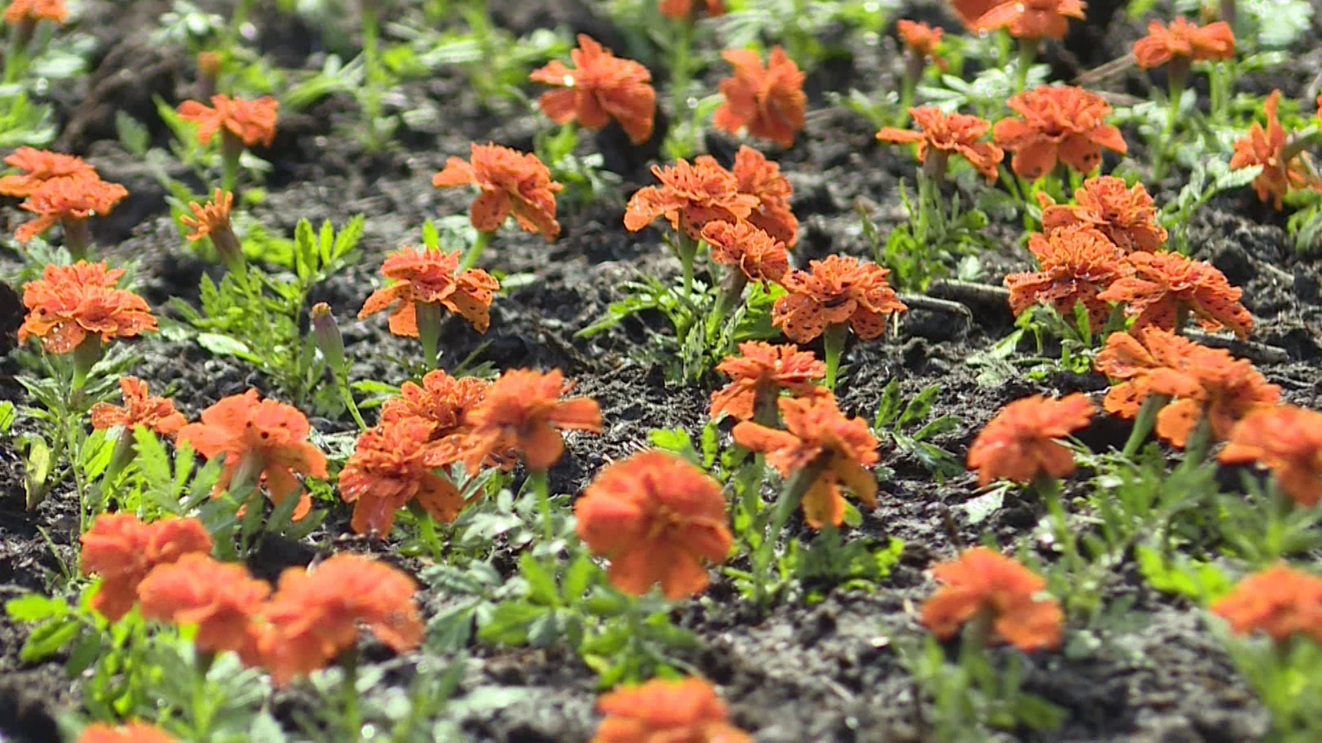 Кострому украсят более 100 тысяч цветов