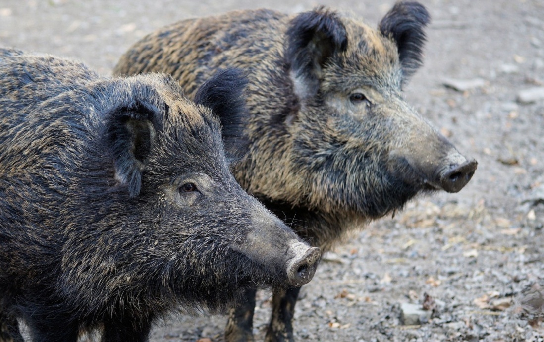 Чуму свиней в Костромскую область предположительно занесли кабаны