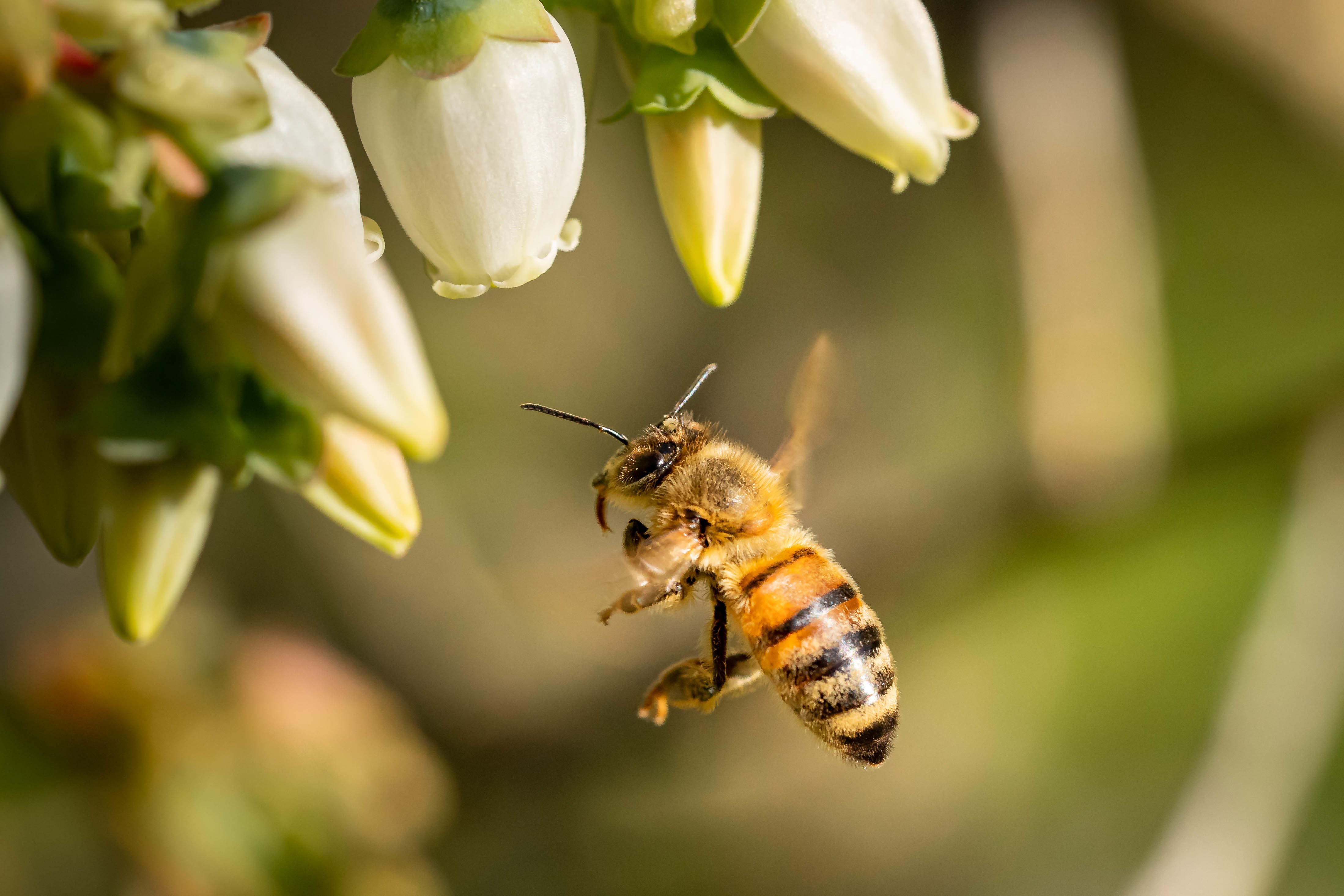 Народные приметы и праздники 2 июля: пчела в доме – к удаче и богатству