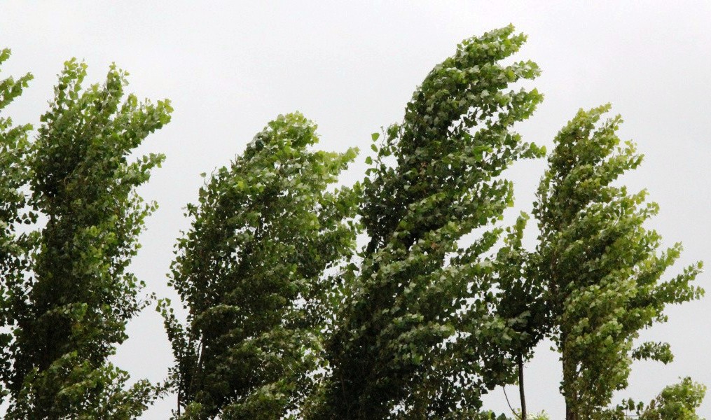 Метеопредупреждение: в Костромской области опять прогнозируются грозы и ветер