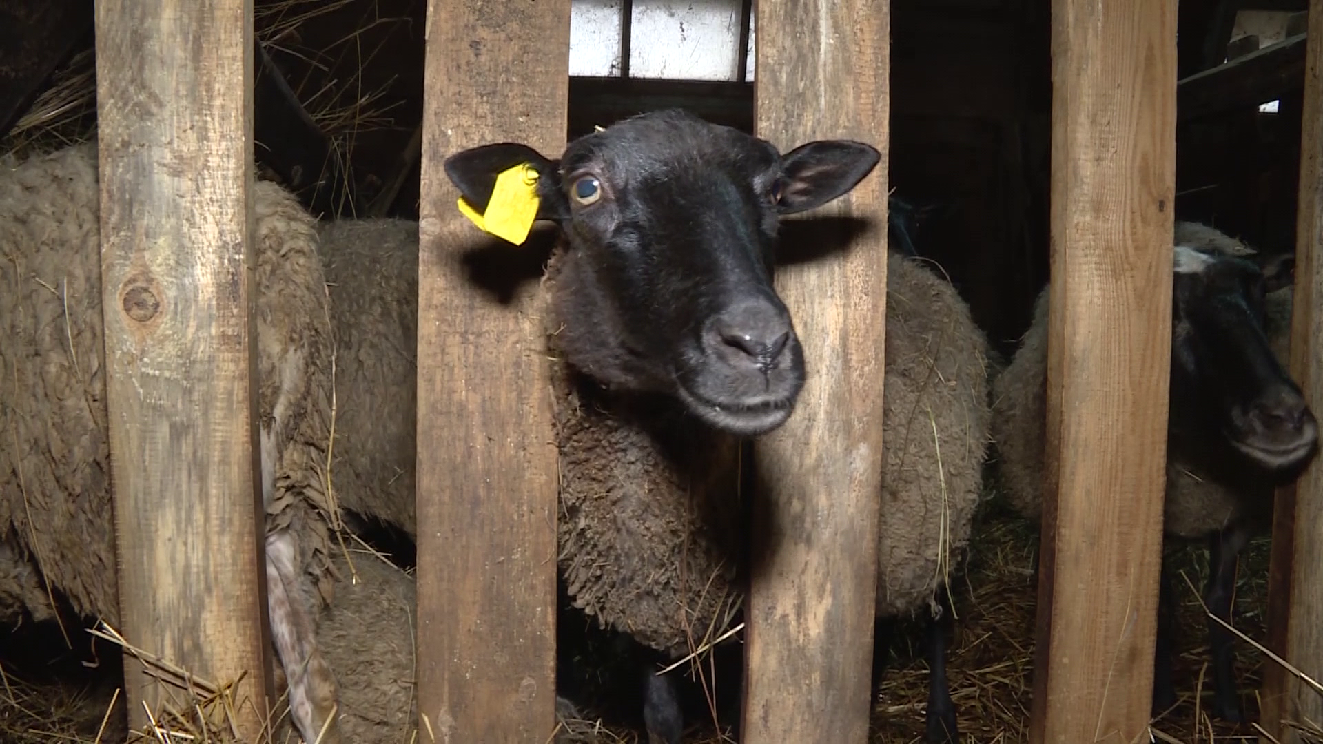 Ложная тревога: случай оспы овец в Костромской области не подтвердился