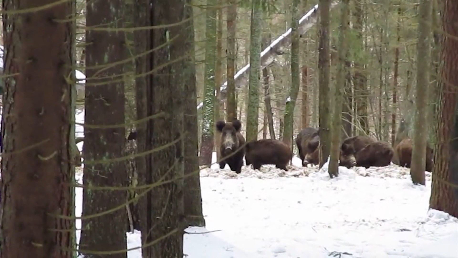 Охотники нашли в лесу под Костромой 9 трупов кабанов, зараженных чумой свиней