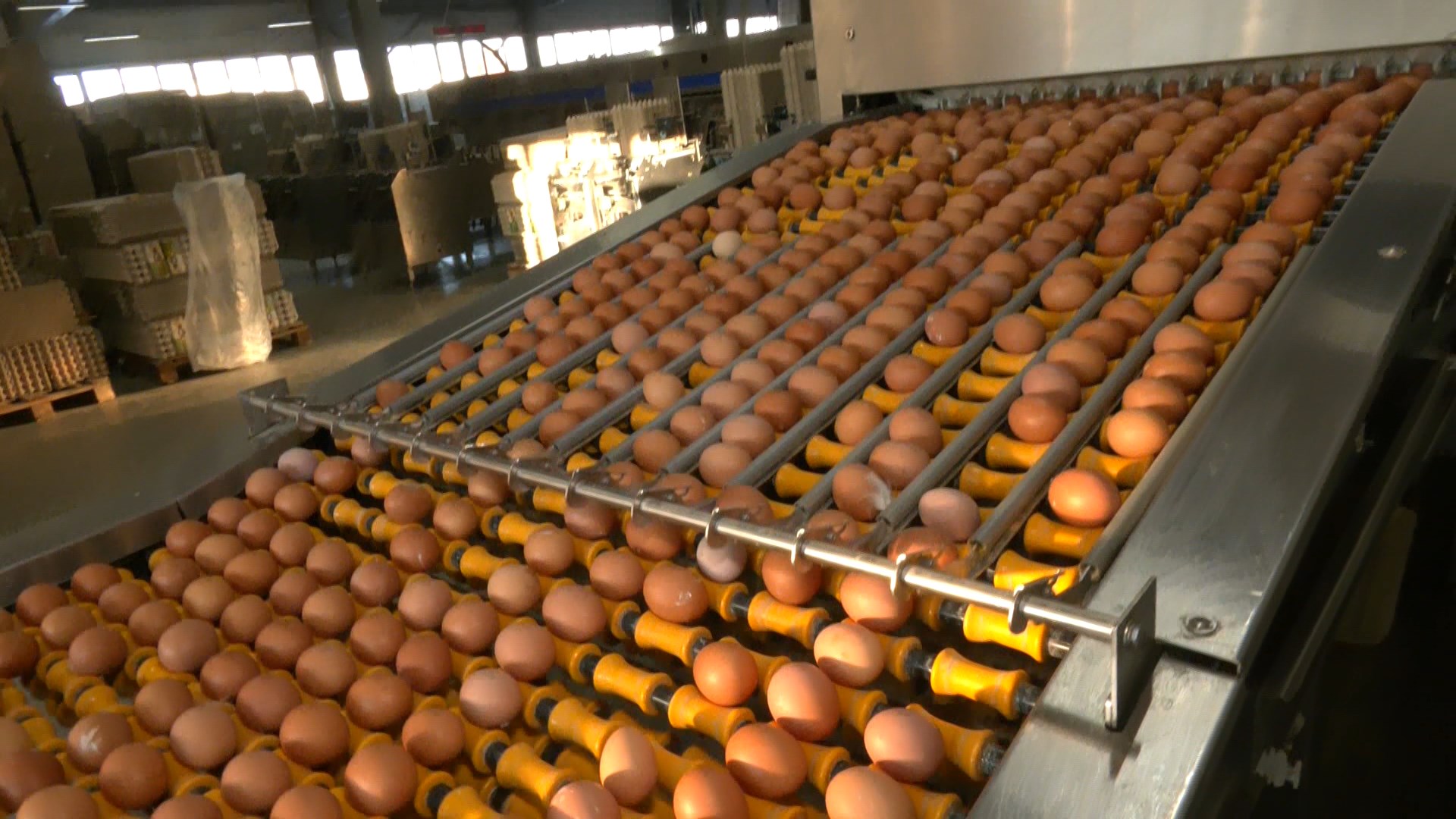 Костромские птицефабрики подозревают в сговоре из-за повышения цен на яйца