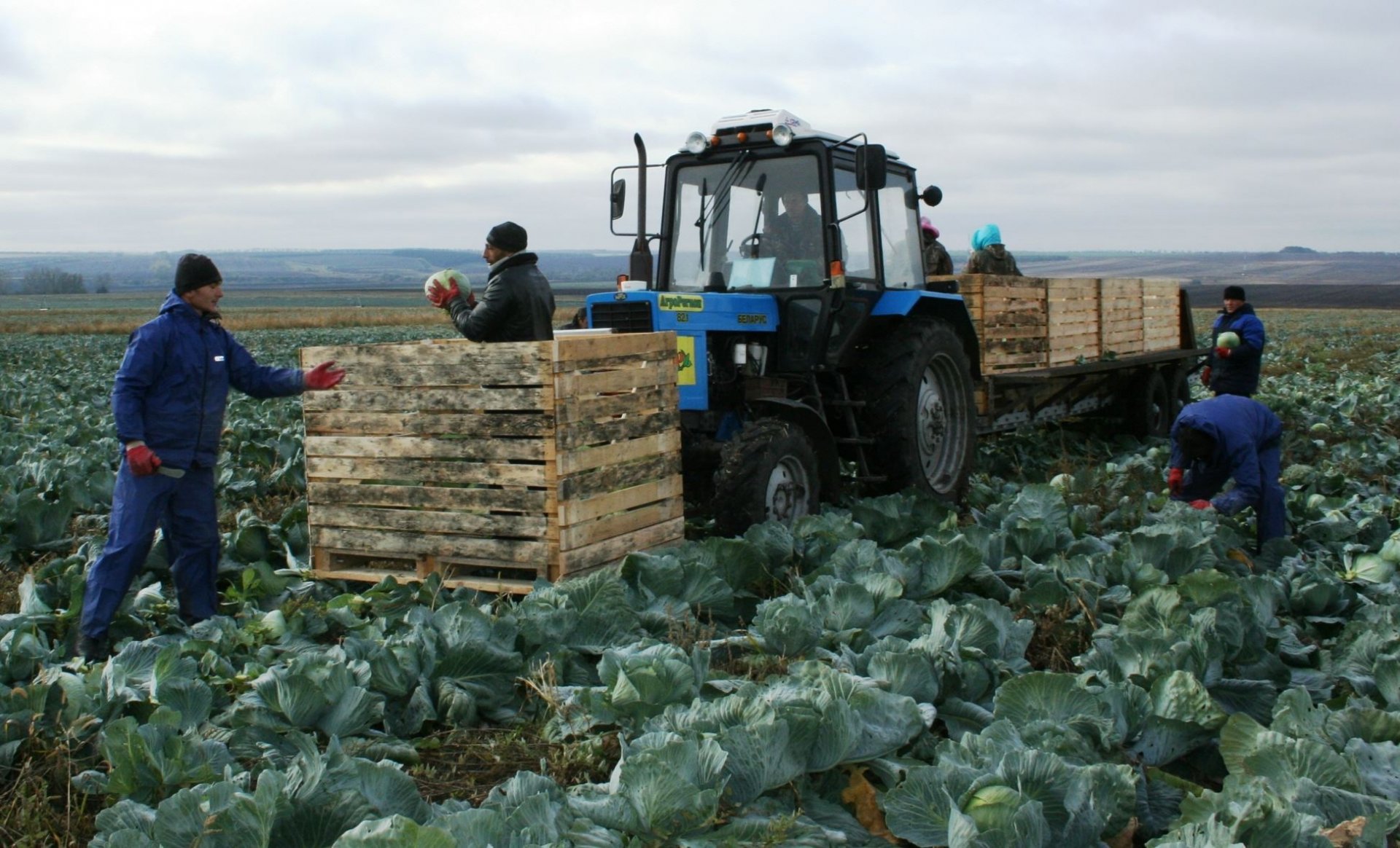 Совет по инвестициям одобрил проект по овощеводству и производству квашеной капусты под Костромой