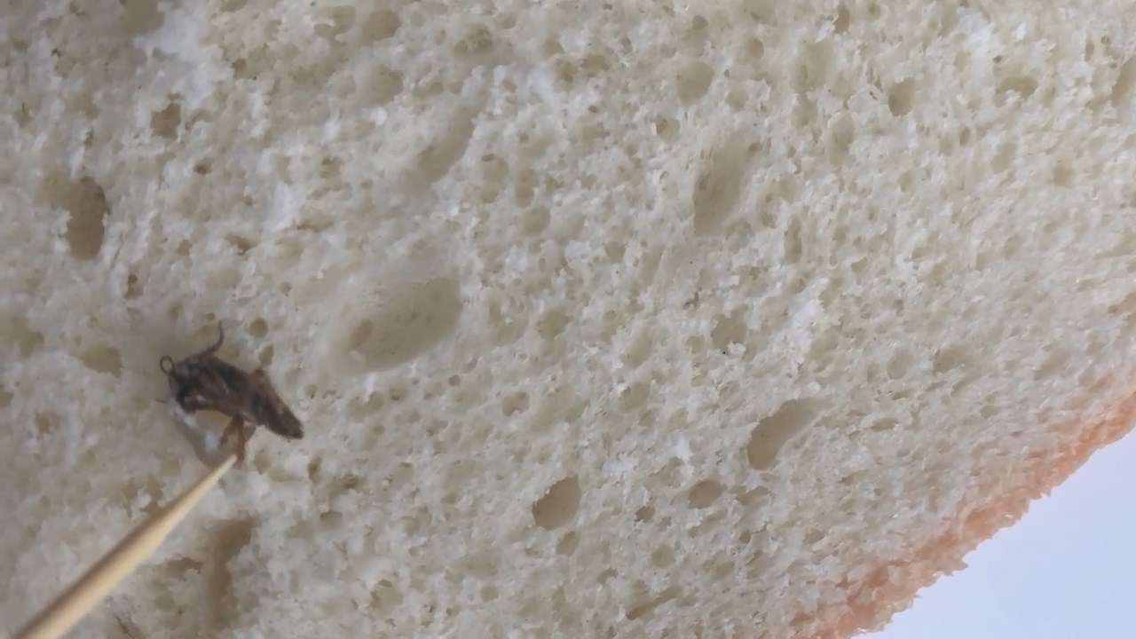 Хлеб из костромской булочной оказался с тараканом