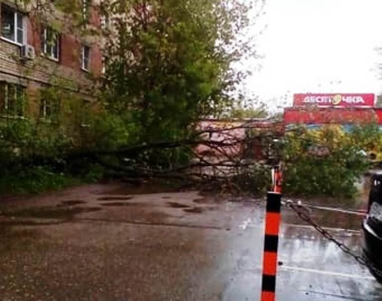 В Костроме на парковку возле дома рухнуло дерево
