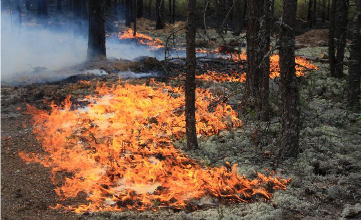 Два крупных лесных пожара тушат в Костромской области