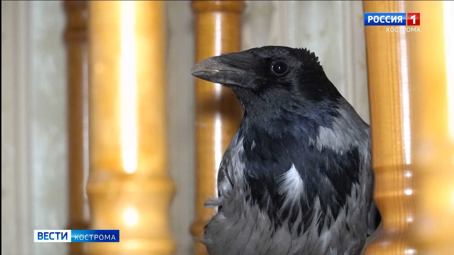 Семья из Костромы приютила дома ворону
