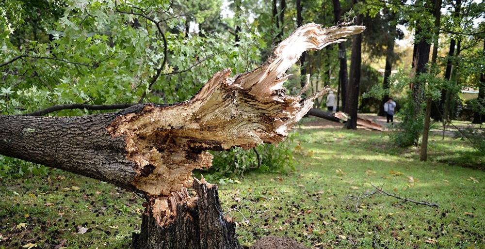 Рухнувшим деревом в костромском райцентре убит подросток