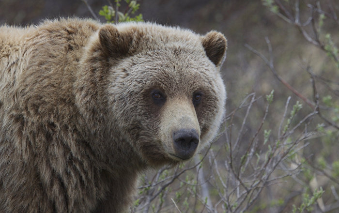 В лесах Костромской области проснулись медведи