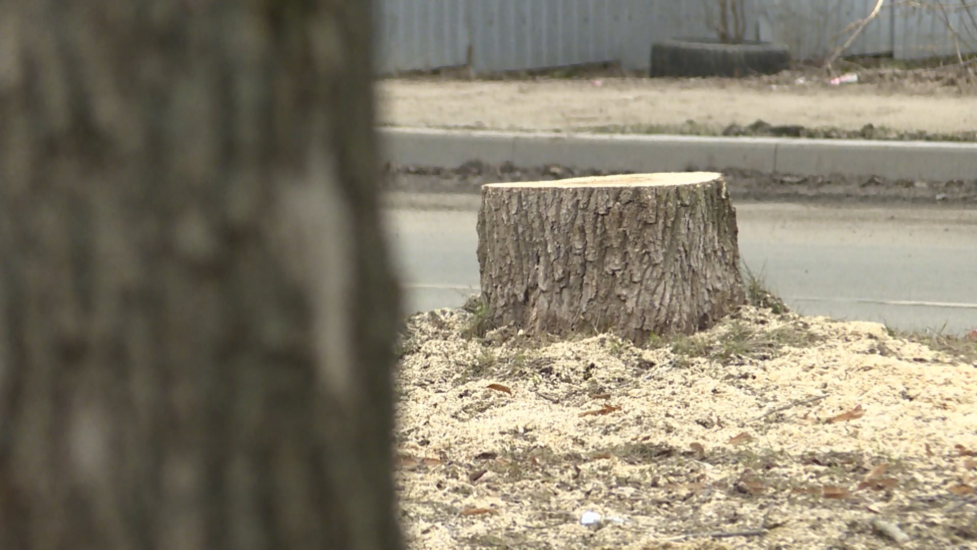 Жителей микрорайона Октябрьский в Костроме взволновала вырубка деревьев в сквере