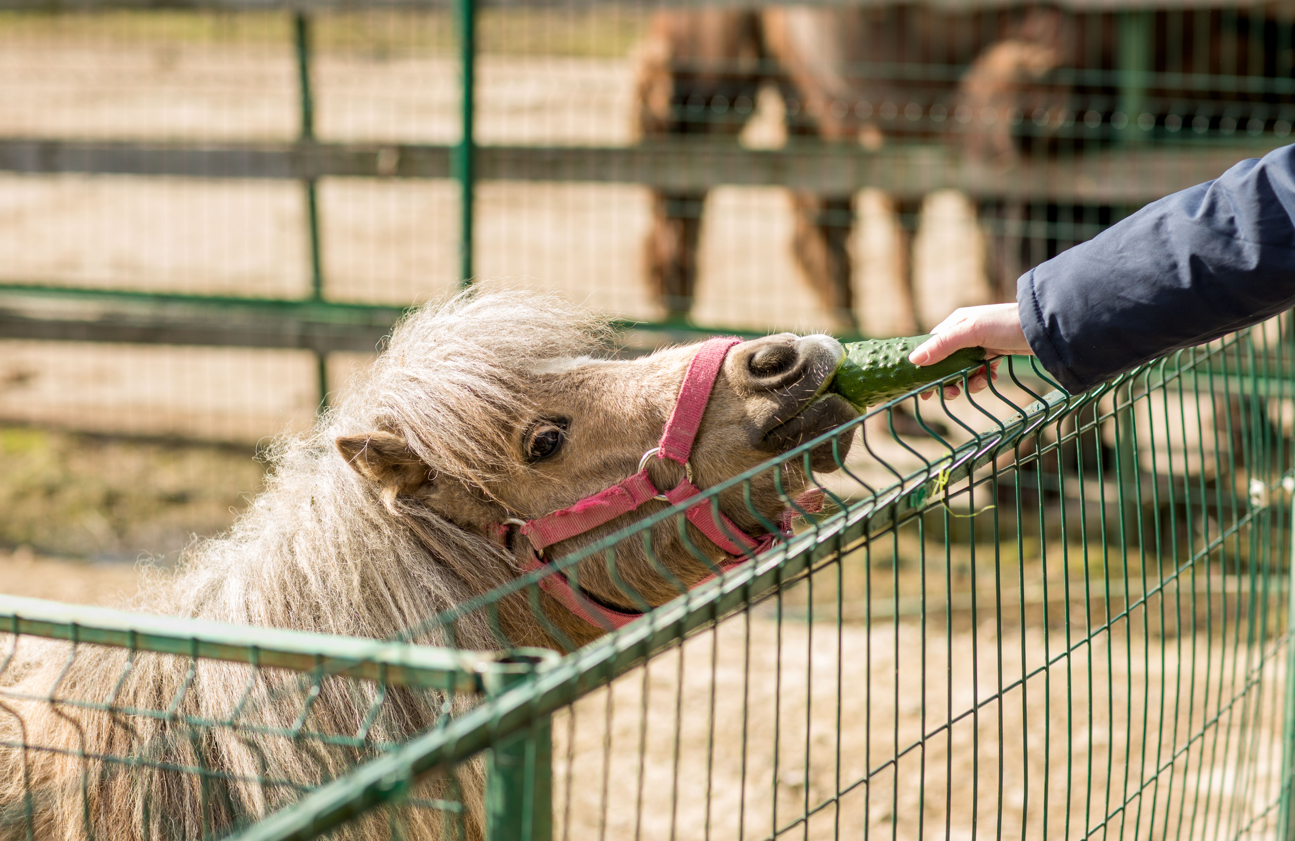В костромском зоопарке больше нельзя самостоятельно кормить зверей