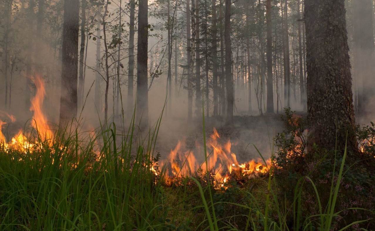 Молния подожгла лес в Костромской области