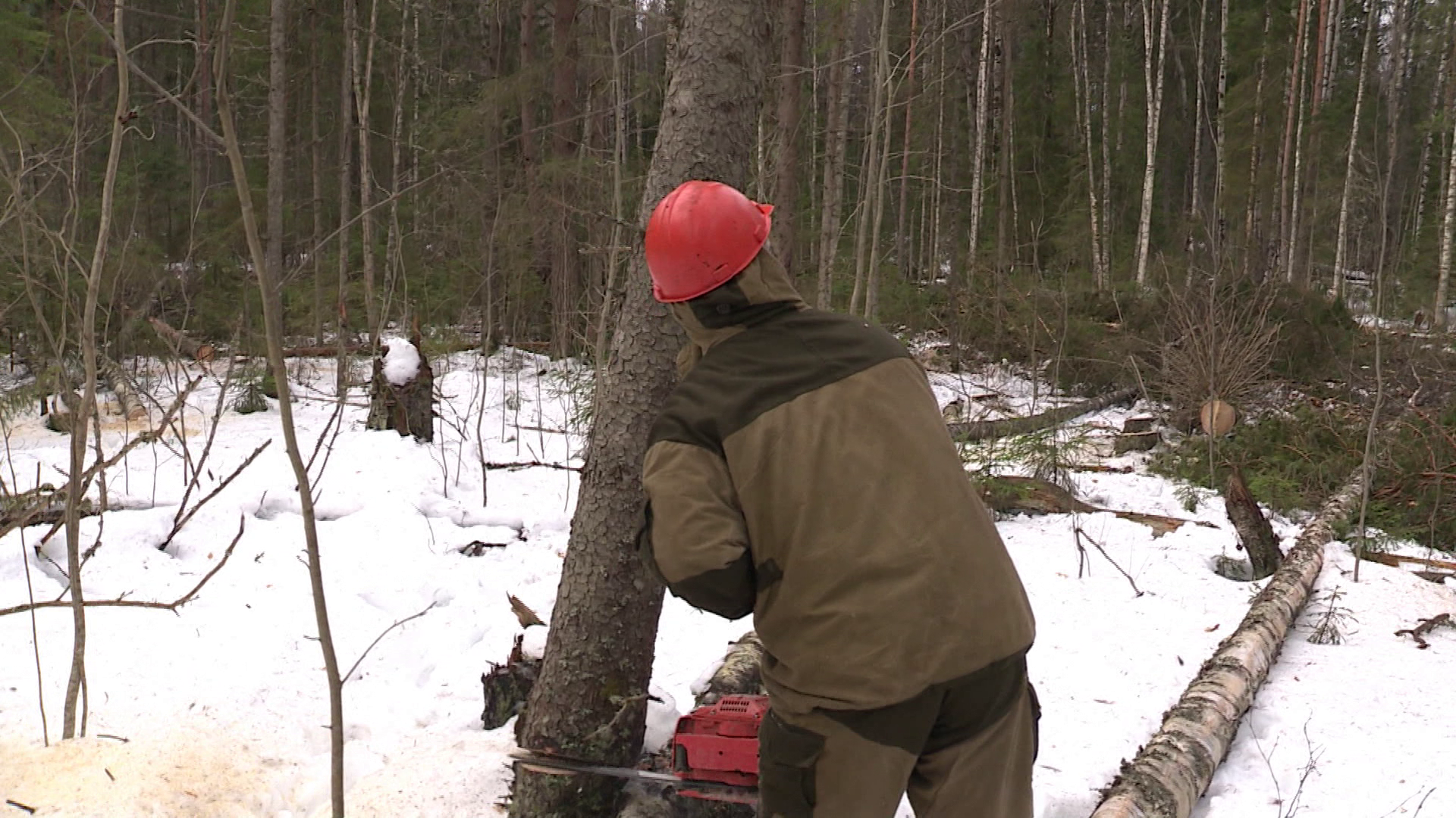 «Черный» дровосек в костромской глубинке нарубил леса на 700 тысяч рублей