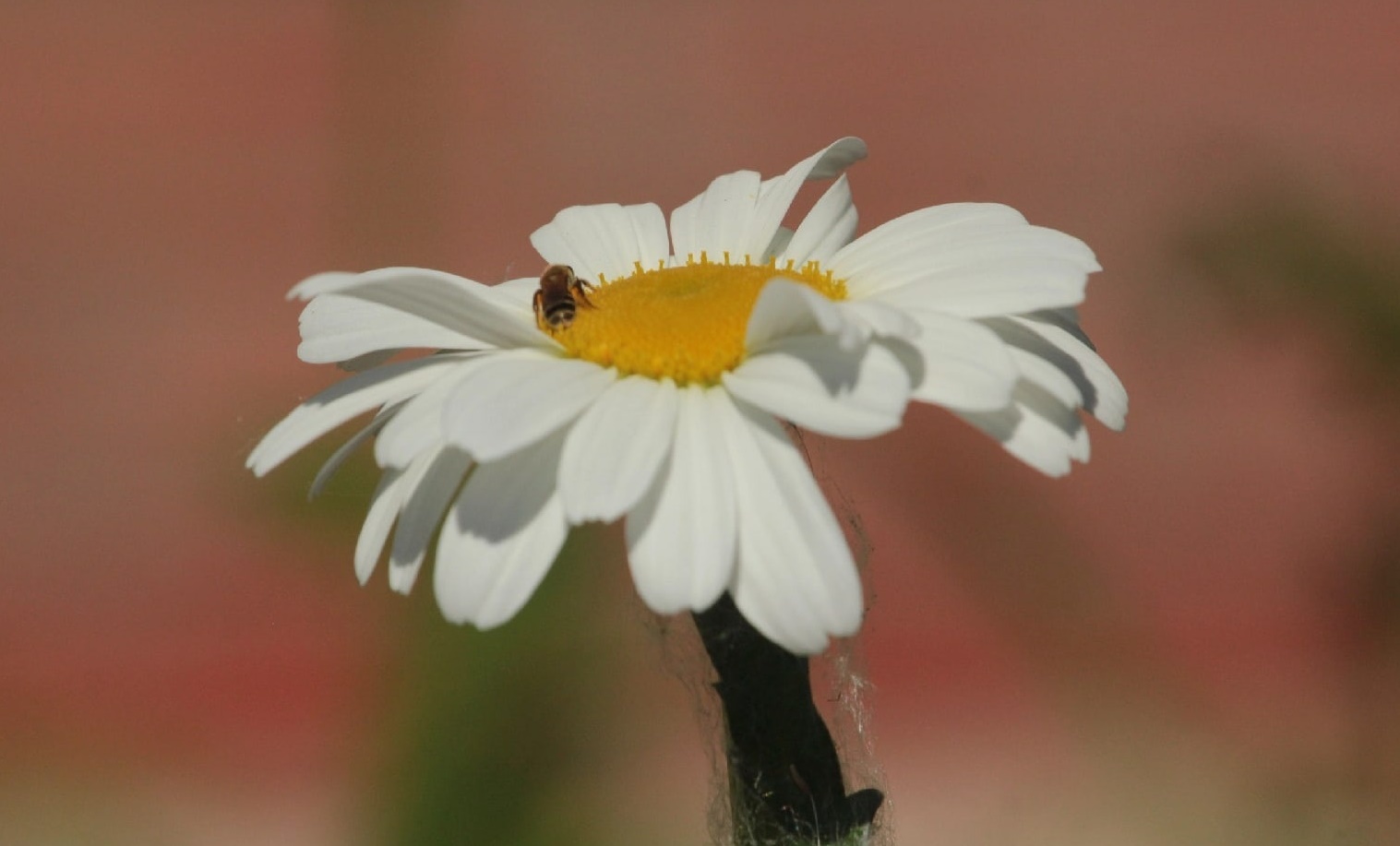 Костромские пчеловоды бьют тревогу: многие к лету не досчитались насекомых в своих ульях