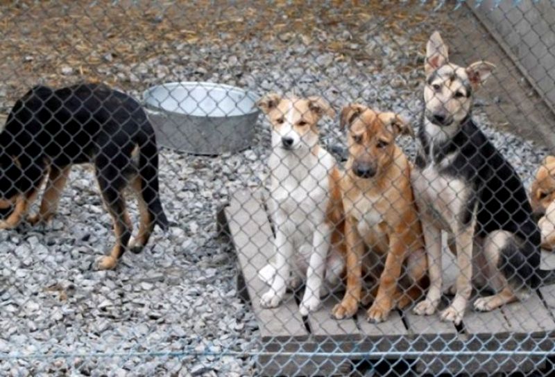 Искать хозяев костромским бездомным животным будут чиновники 