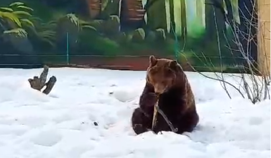 Три медведя в Костромском зоопарке проснулись после зимней спячки