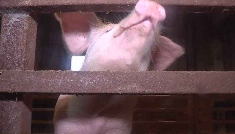 В Красносельском районе Костромской области сняли карантин по чуме свиней