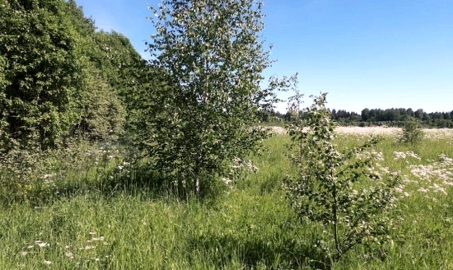 Шестеро костромских землевладельцев «не заметили» деревьев на своём участке