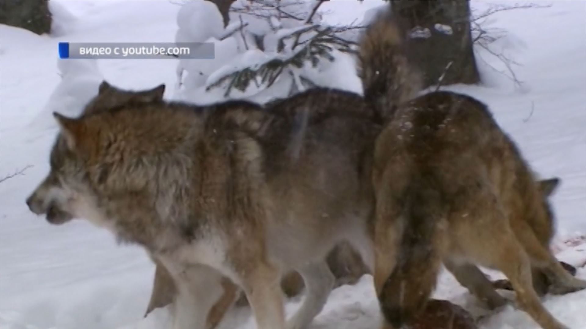 Охотники обезвредили одного из волков, напугавших жителей Боговарова