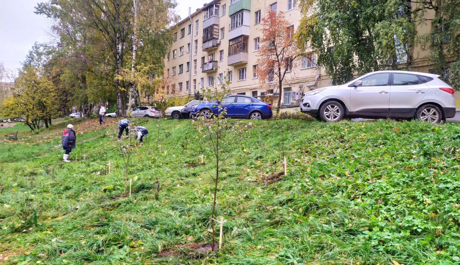На улицах и в скверах Костромы высадят порядка тысячи молодых деревьев и кустарников