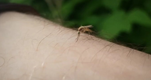 Костромичей ждет новая природная напасть – нашествие комаров