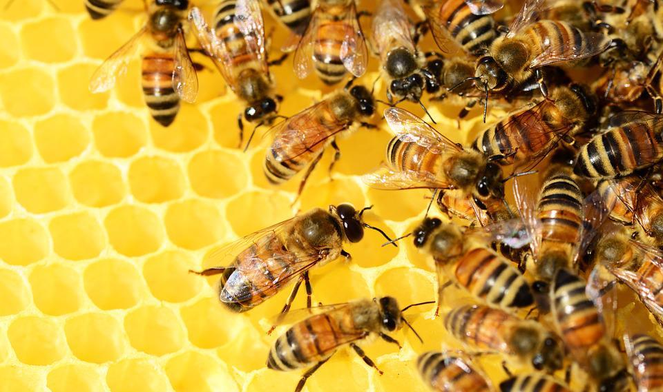 От костромских пчеловодов начали принимать документы на субсидии