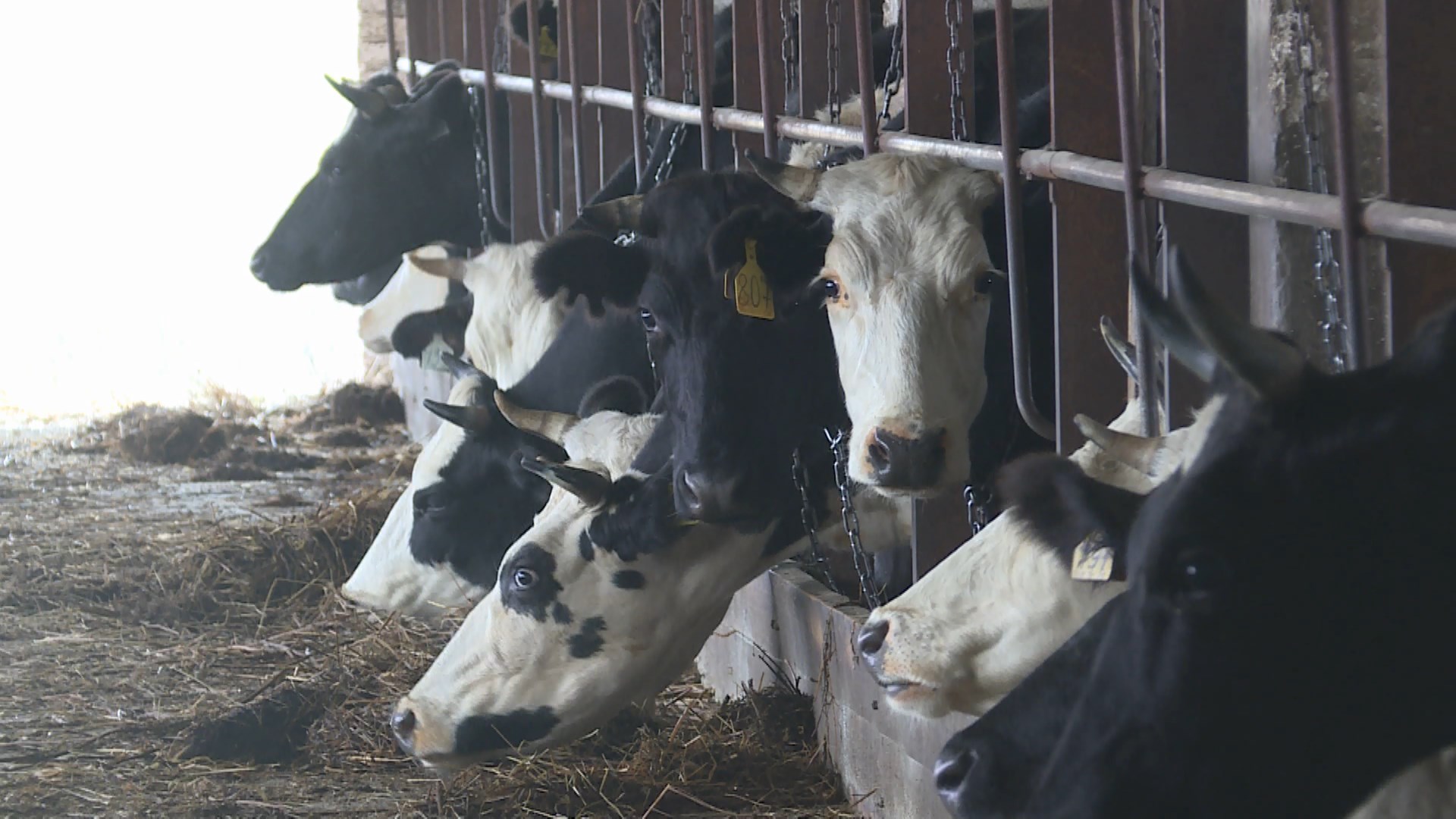 Костромским производителям молока компенсируют часть затрат на покупку кормов