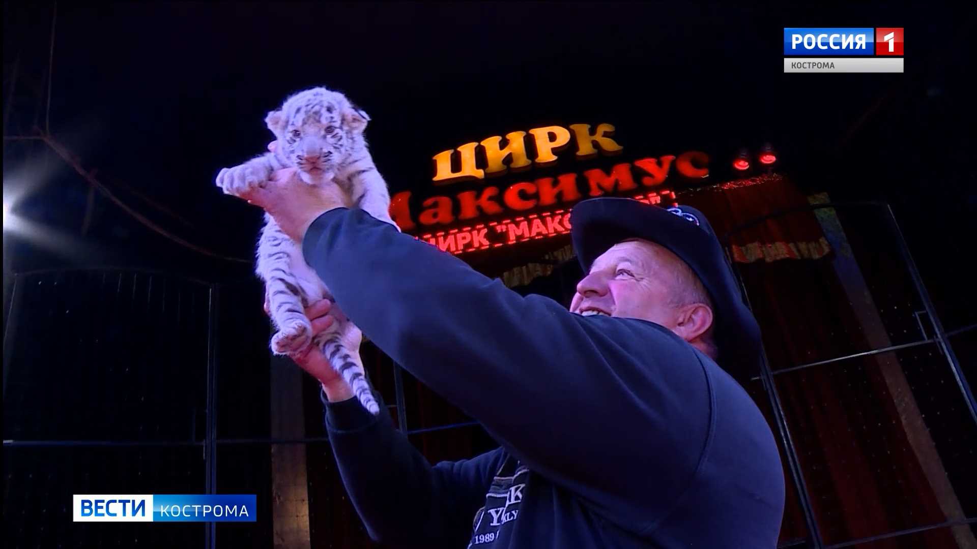 Родившегося в Костроме белого тигрёнка «усыновили» дрессировщики