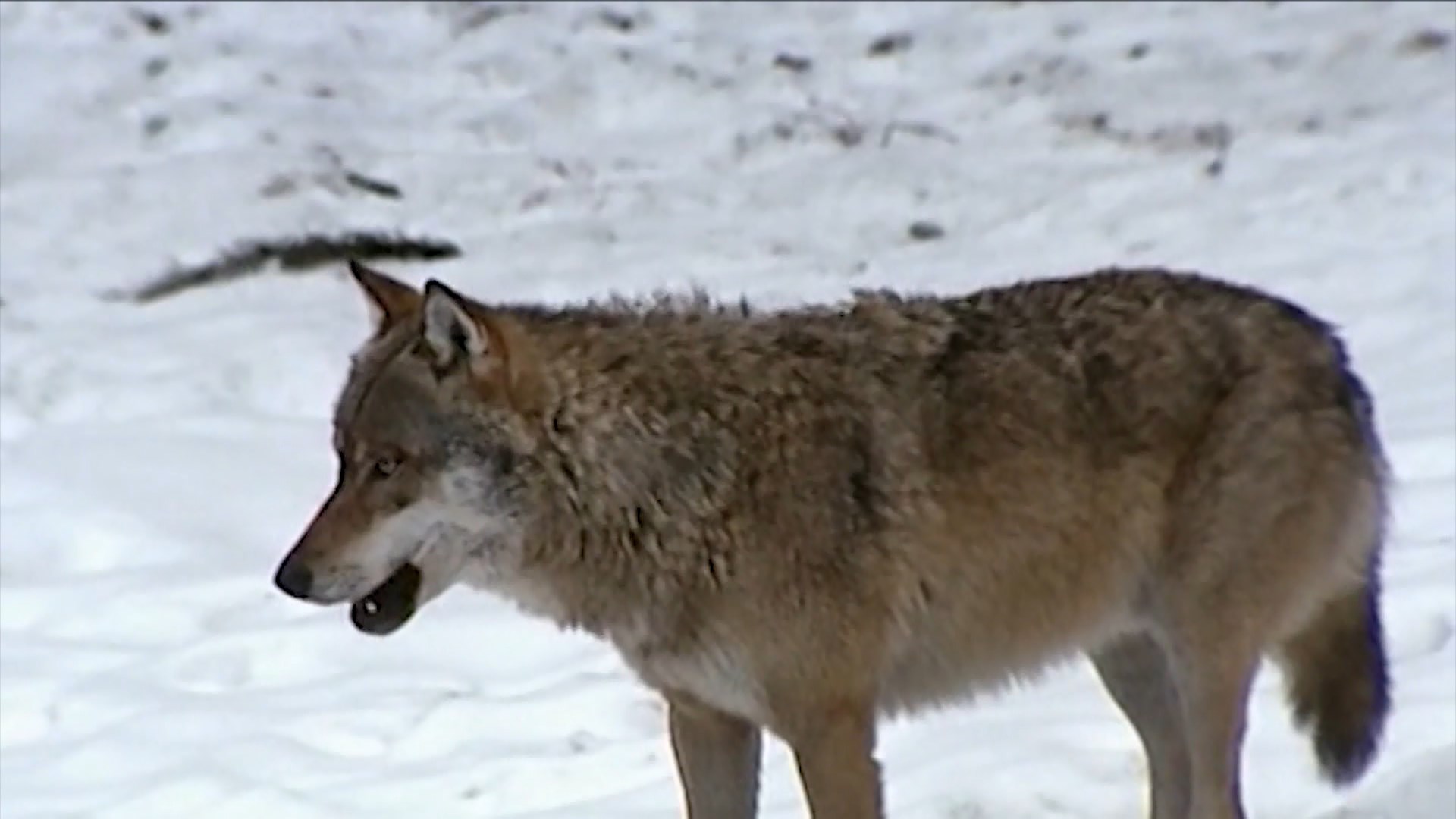 Массовые облавы на волков прошли в лесах Костромской области