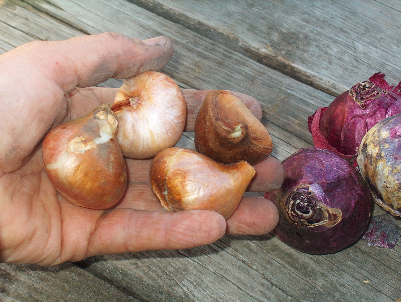 Запретные луковицы тюльпанов сняли с продажи на рынке костромского райцентра