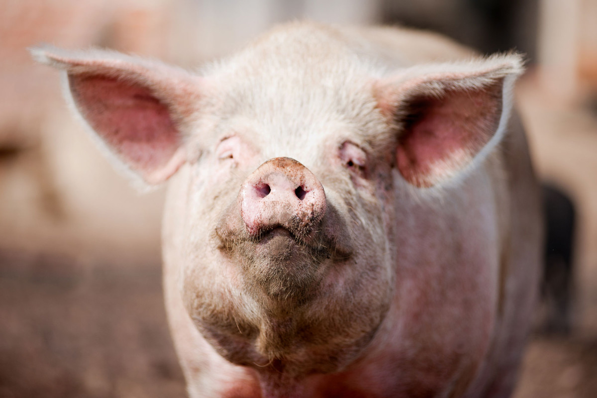 Костромским свиноводам вновь угрожают извне