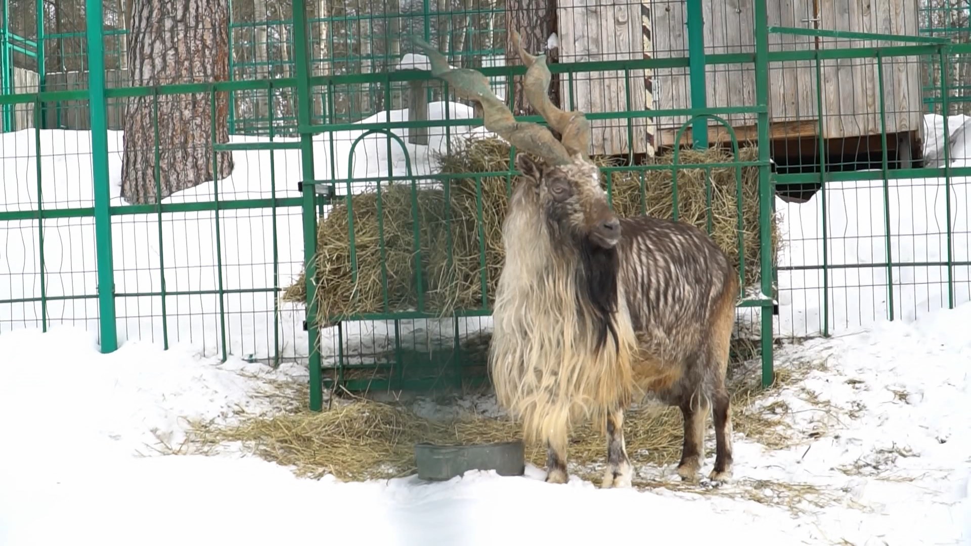 В Костромском зоопарке появятся новые редкие звери и беседки для посетителей