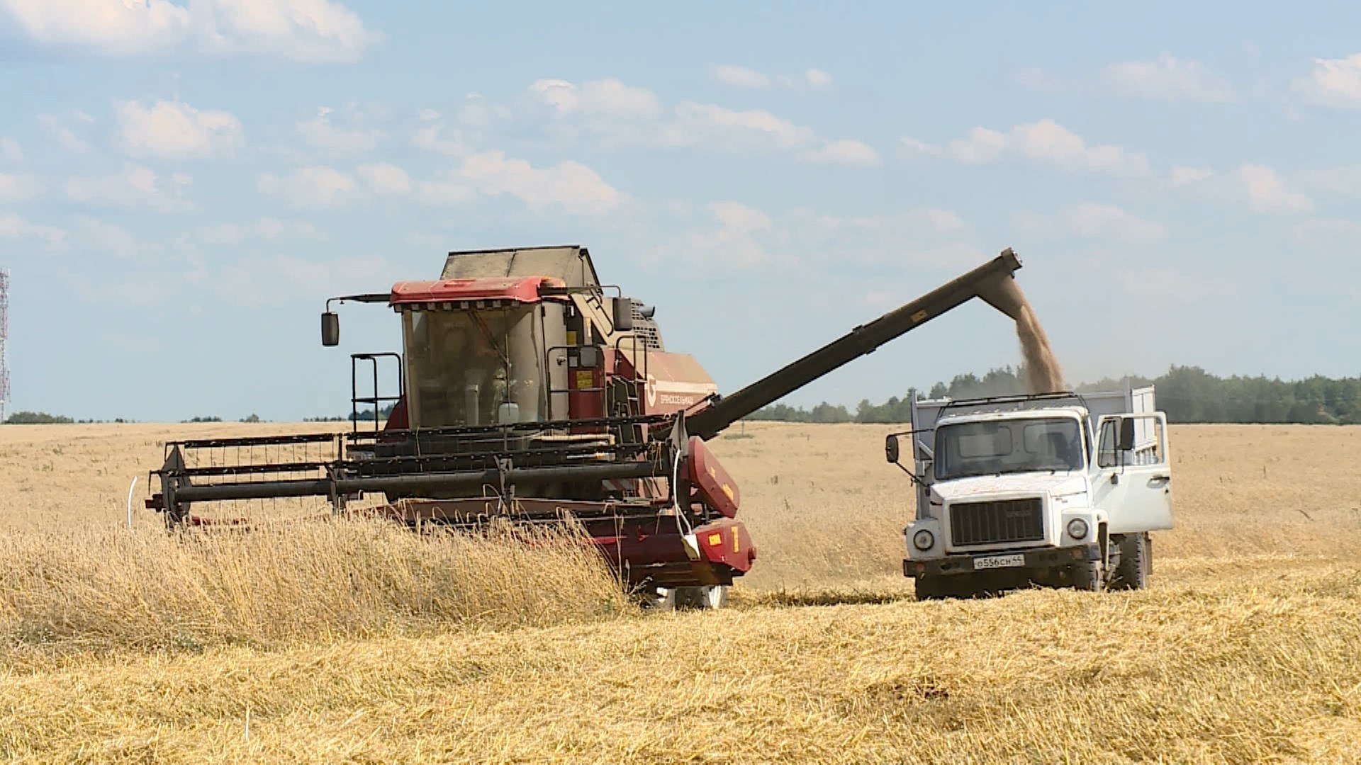 Костромским аграриям компенсируют затраты на производство зерна
