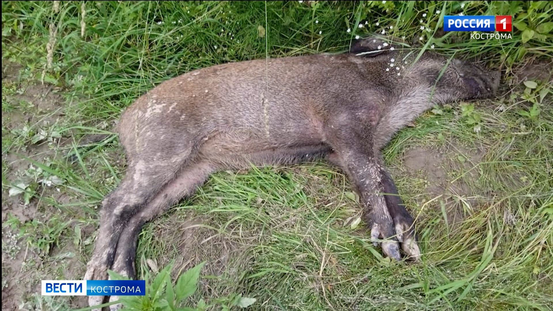Из-за чумы свиней в костромских лесах увеличивают отстрел диких кабанов